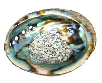 4" -5" Abalone Shell  burner