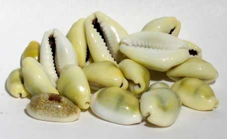 1 Lb Cowrie Shells