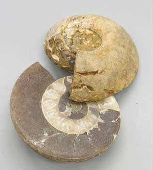 .8-2# Ammonite Fossil pair